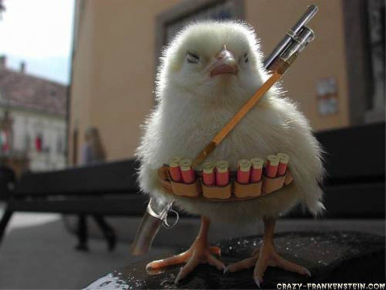 A Seriously Armed Chick