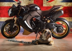 Dog and motorbike